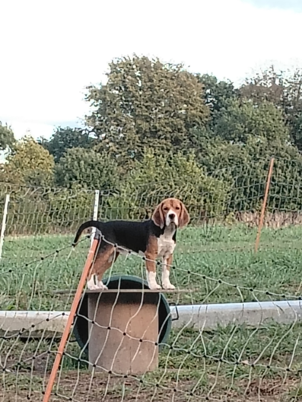 Balto du domaine des beagle Du Domaine Des Beagles