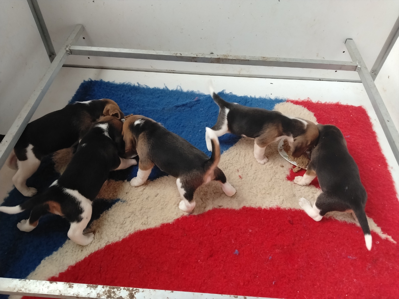 Chiot disponibles