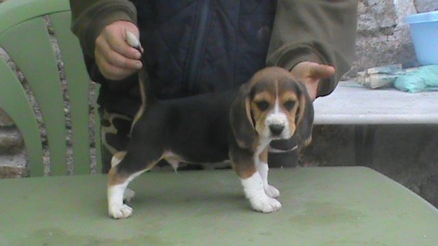 De L'Echo Du Moulin Neuf - Beagle - Portée née le 21/04/2014