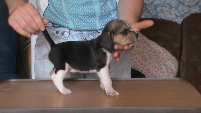 De L'Echo Du Moulin Neuf - Beagle - Portée née le 16/06/2013